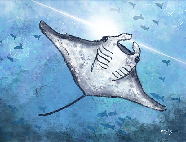 Sea Life Impression Manta Ray Fine Art Canvas Print 18" x 24"
