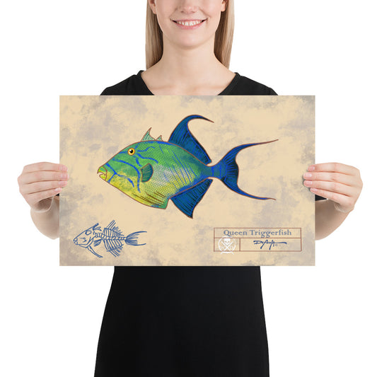 Naturalist Queen Triggerfish  Fine Art Print