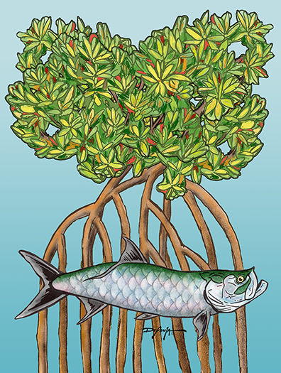 Tarpon in the Mangroves Fine Fish Art Canvas Print